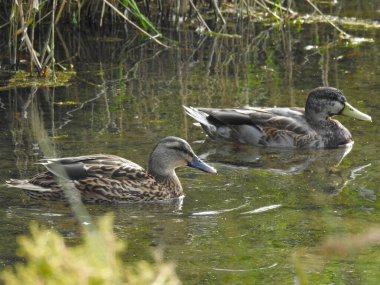 İki ördek gölette yüzüyor.