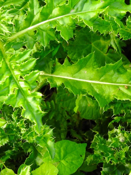 Olika Gröna Blad Korsar Varandra — Stockfoto