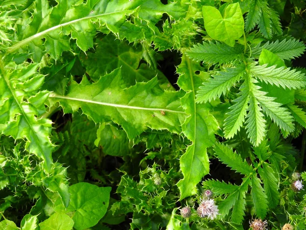 Farklı yeşil yapraklar kesişiyor.