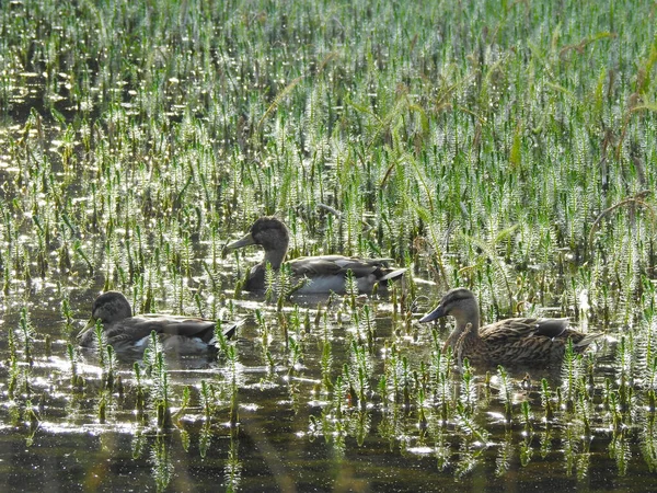 Drei Enten Schwimmen Auf Einem Teich Mit Geringer Vegetation — Stockfoto