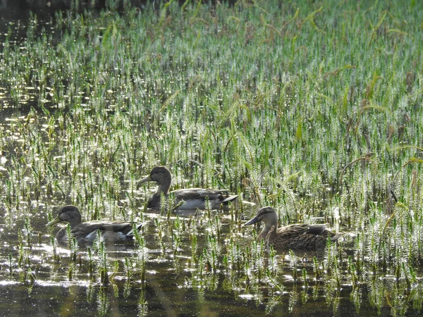 Três Patos Nadando Uma Lagoa Com Baixa Vegetação — Fotografia de Stock