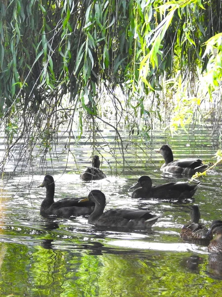 Los Patos Nadan Bajo Las Ramas Del Árbol —  Fotos de Stock