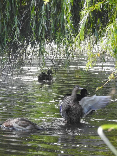 Een Groep Eenden Een Vijver Onder Boomtakken — Stockfoto