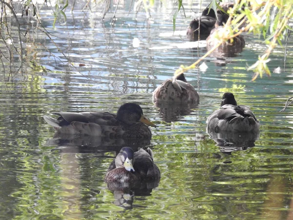 Eine Gruppe Enten Auf Einem Teich Unter Ästen — Stockfoto