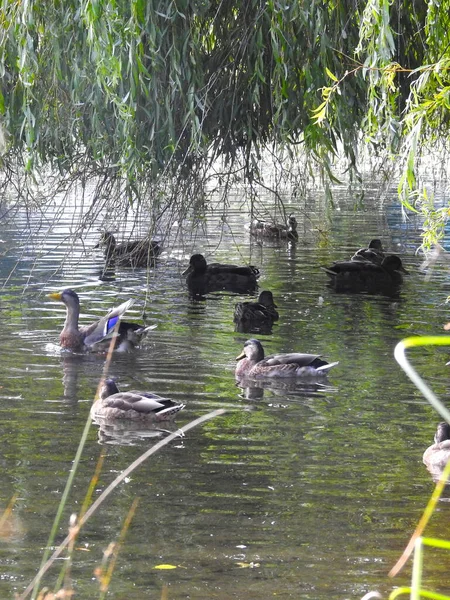Eine Gruppe Enten Auf Einem Teich Unter Ästen — Stockfoto
