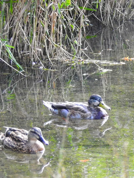 İki ördek gölette yüzüyor.
