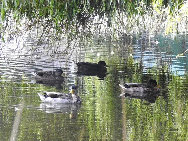 Die Enten Schwimmen Unter Den Ästen Des Baumes — Stockfoto