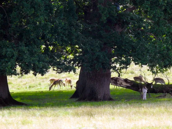 Ciervo Claro Sombra Debajo Árbol — Foto de Stock