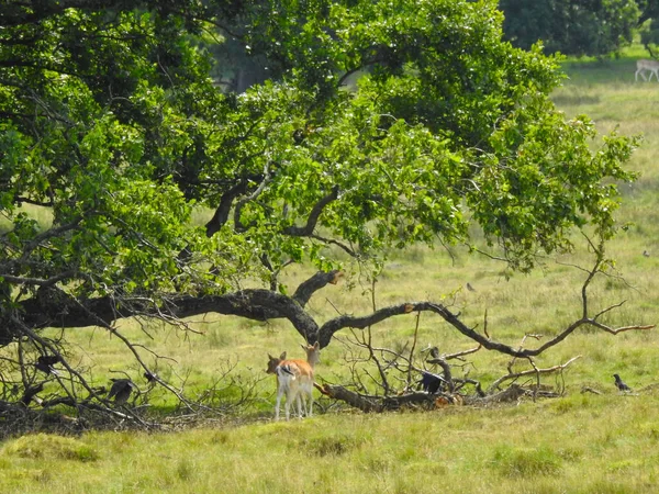 木の枝に小さな鹿 — ストック写真