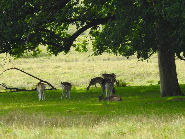 Roe Deer Clearing Shade Tree — Stock Photo, Image