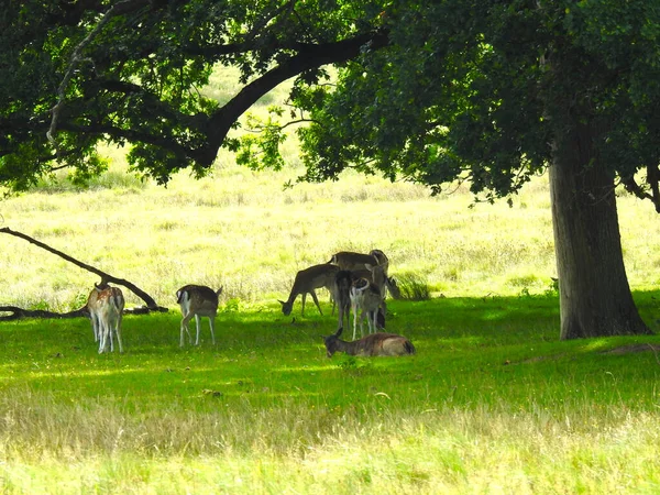 Chevreuil Dans Une Clairière Ombre Sous Arbre — Photo