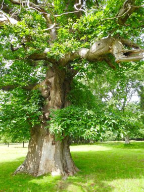 Büyük ağaç gövdesi ve dalları yakın.