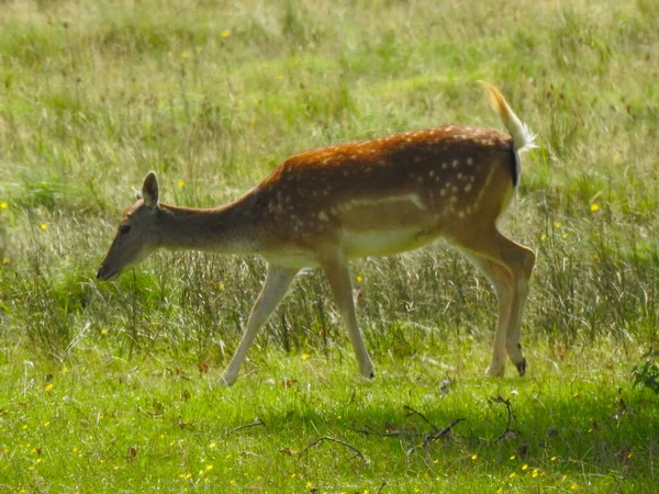 鹿が草原を歩いている — ストック写真