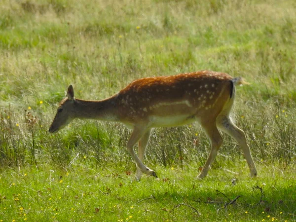 鹿が草原を歩いている — ストック写真