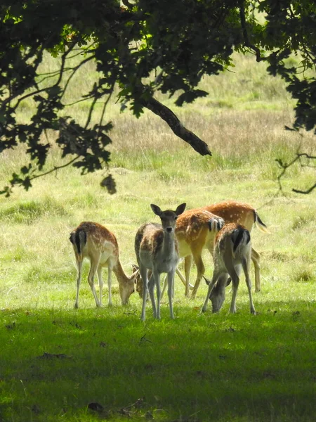 草の上の鹿の群れ — ストック写真