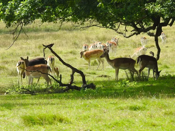 Groupe Cerfs Sur Une Zone Herbeuse — Photo