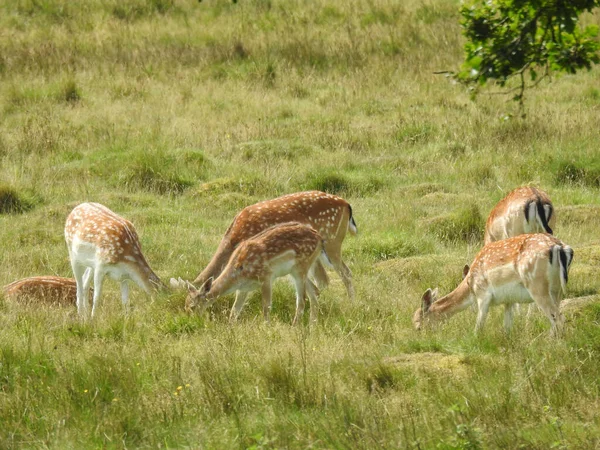 草の上の鹿の群れ — ストック写真