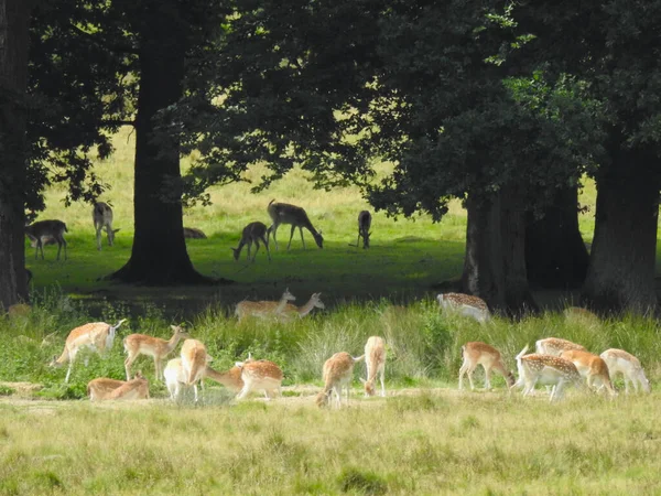 木々に囲まれた鹿の群れ — ストック写真