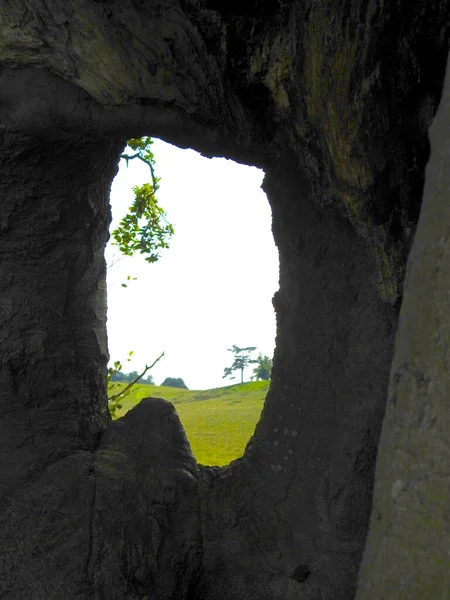Widok Przez Dziurę Pniu Drzewa — Zdjęcie stockowe