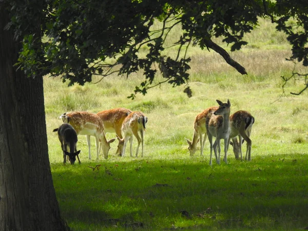 Group Deer Grassy Area — Stock Photo, Image