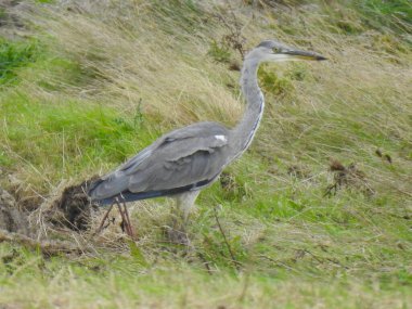 Gri balıkçıl çimlerin üzerinde duruyor.