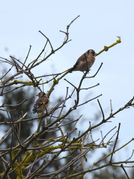 Маленькие Птицы Ветвях Листьев — стоковое фото