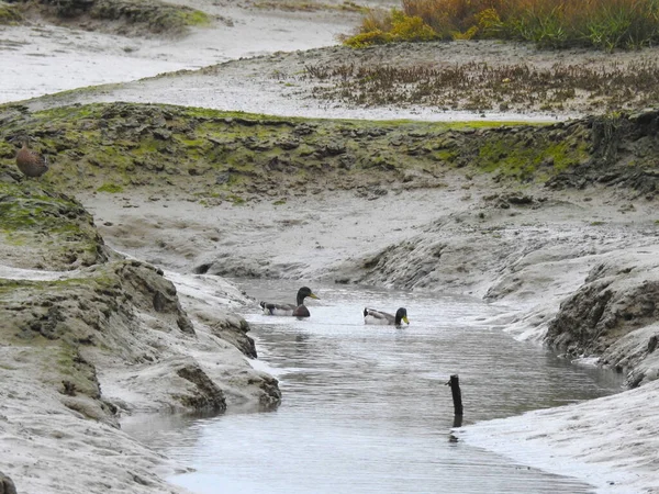 Ducks Water Muddy Shores — Stock Photo, Image