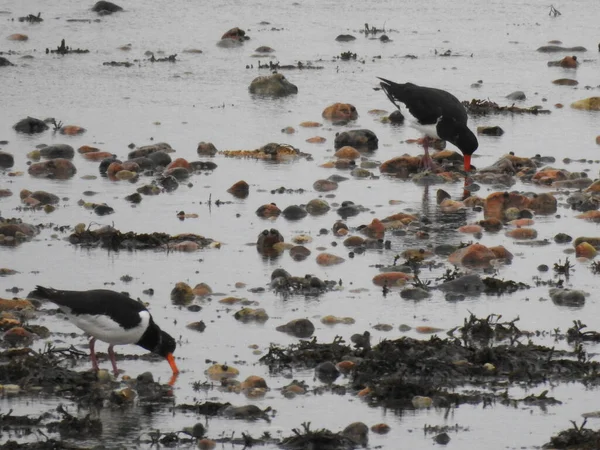 Las Aves Caminan Sobre Las Piedras Mojadas Playa — Foto de Stock