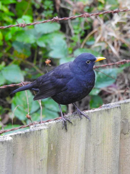 Pájaro Negro Está Pie Sobre Una Cerca Madera —  Fotos de Stock