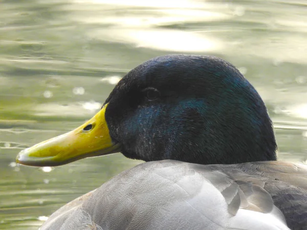 Cabeça Pato Fecha Contexto Água — Fotografia de Stock