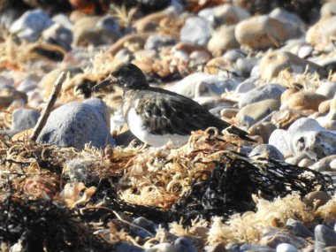 Turuncu bacaklı siyah beyaz bir kuş kayalık bir sahilde yürüyor.