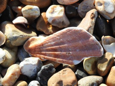 Deniz kabuğu sahildeki taşların üzerinde yatıyor.