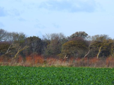 Denize yakın eğimli ağaçları olan yeşil tarım arazileri.
