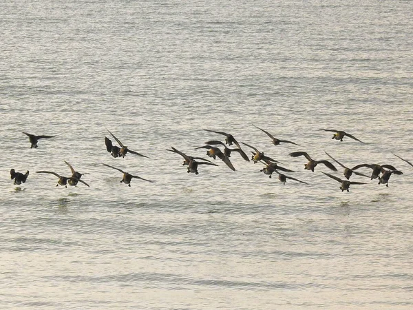 Группа Птиц Летит Над Морской Водой — стоковое фото