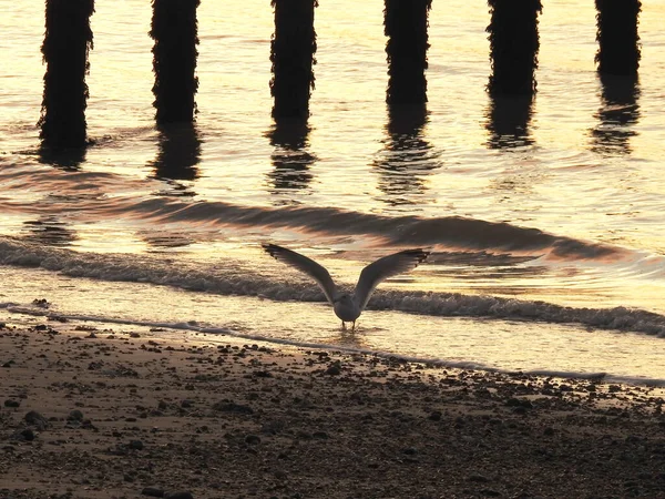 Möwe Mit Entfalteten Flügeln Steht Strand Vor Dem Meerwasser Der — Stockfoto