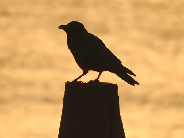 Черная Ворона Стоит Шесте Тени Светлом Фоне — стоковое фото