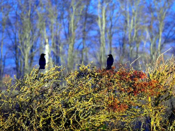 Dos Cuervos Negros Están Sentados Los Arbustos Cielo Azul Penetra —  Fotos de Stock