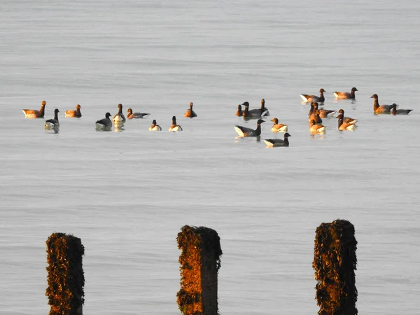 Eine Gruppe Vögel Sitzt Auf Dem Meerwasser Hinter Drei Pfählen — Stockfoto