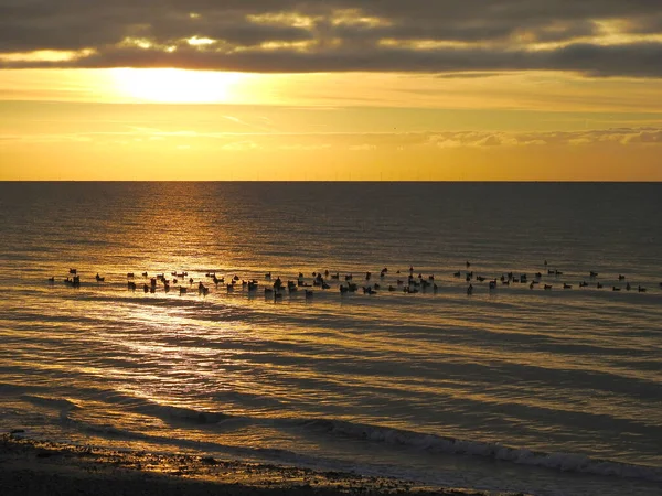 Salida Del Sol Sobre Mar Con Gran Grupo Aves Sentadas — Foto de Stock