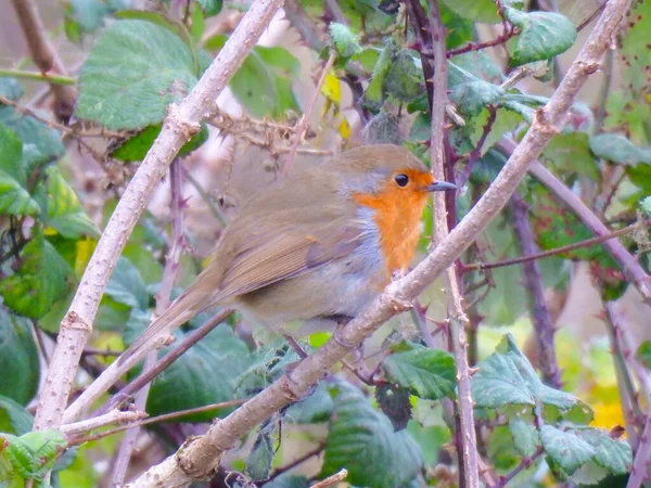 Little Robin Bird Branch Leaves — Stock Photo, Image