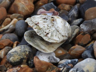Açık deniz kabuğu taşların üzerinde.