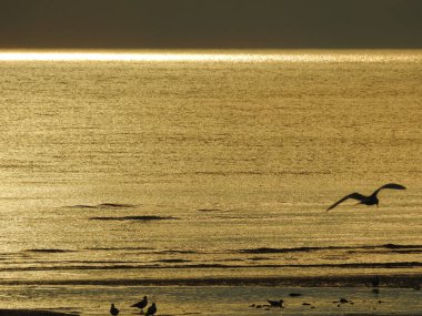 Günbatımında denizde yatay ışık çizgisi ve birkaç kuş.