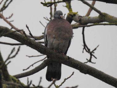 Bir güvercin bulutlu bir günde eğimli bir dalda oturur.