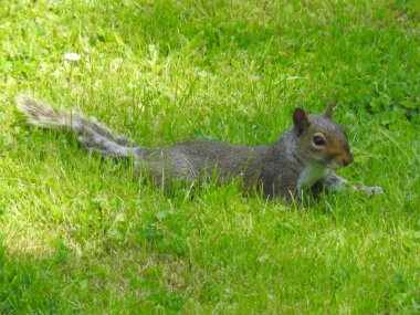 Sincap yeşil çimlerin üzerinde yatıyor.