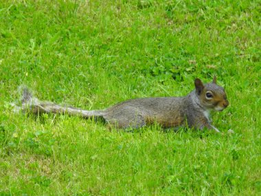 Sincap yeşil çimlerin üzerinde yatıyor.
