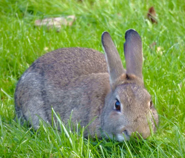 大兔子在绿草上走着 — 图库照片