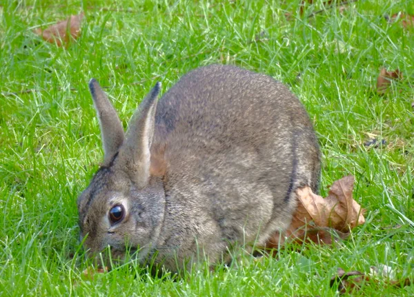 大きなウサギが緑の芝生を歩いている — ストック写真