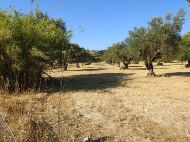 Yunanistan 'da kurak bir iklimde zeytin bahçesi manzarası