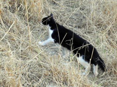 Siyah ve beyaz kedi kuru otların arasında yürüyor.