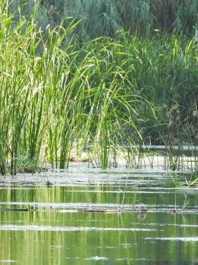 Güneşteki gölde uzun otlar